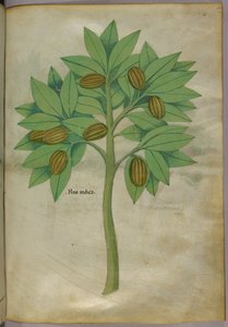 Illustration botanique, vers 1440 (encre et couleur sur vélin)