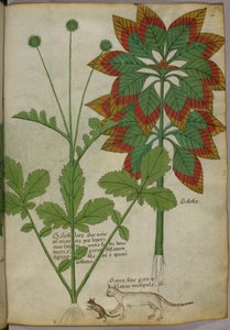 Illustration botanique, tirée de Herbal, Tractatus de Herbis, Sloane 4016 f.40r, c.1440, c.1440 (encre et couleur sur vélin)