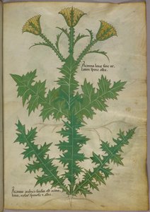 Illustration botanique d
