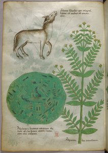 Illustration botanique d
