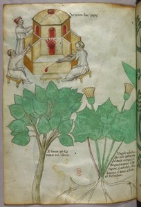 Illustration botanique de plantes et illustration de verrerie, vers 1440 (encre et couleur sur vélin)