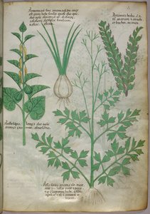 Illustration botanique de plantes, vers 1440 (encre et couleur sur vélin)