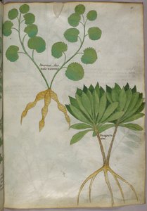 Illustration botanique de plantes, vers 1440 (encre et couleur sur vélin)