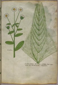 Illustration botanique de plantes, vers 1440 (encre et couleur sur vélin)
