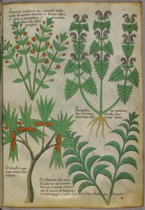 Illustration botanique de plantes, vers 1440 (encre et couleur sur vélin) - Italian School