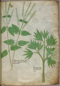 Illustration botanique de plantes, vers 1440 (encre et couleur sur vélin) - Italian School