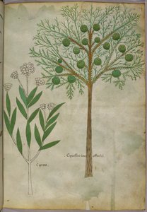 Illustration botanique de plantes, vers 1440 (encre et couleur sur vélin)