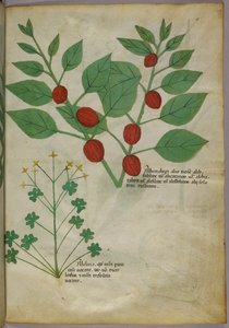 Illustration botanique de plantes, vers 1440 (encre et couleur sur vélin)