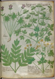 Illustration botanique de plantes, vers 1440 (encre et couleur sur vélin) - Italian School