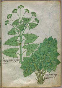 Illustration botanique de plantes, vers 1440 (encre et couleur sur vélin) - Italian School