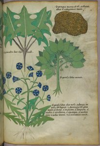 Illustration botanique de plantes, dont une éponge, vers 1440 (encre et couleur sur vélin) - Italian School