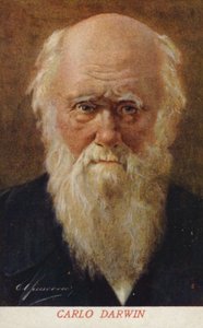 Charles Darwin (1809-1882), naturaliste anglais (lithographie couleur) - Italian School