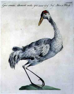 Grue cendrée, c.1767-76