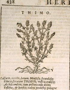 Thym commun (Thymus vulgaris), gravure de Castore Durante - Italian School