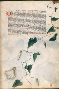 Plante de liseron, illustration du 