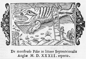 Monstre marin, illustration de Historia de Gentibus Septentrionalibus par Olaus Magnus (1490-1558), publié à Rome, 1555