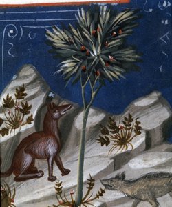 Renard et un loup, illustration du "Codex Justianus", 1350 - Italian School