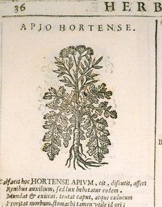 Persil commun (Petroselinum crispum), gravure de Castore Durante - Italian School
