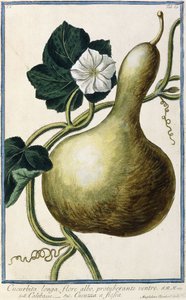Gourde, 1772-1784