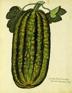 Courge Oblongue Verte par Ulisse Aldrovandi (1522 – 1605) planche publiée dans Piante Fiori Frutti
