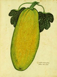 Courge ancienne par Ulisse Aldrovandi