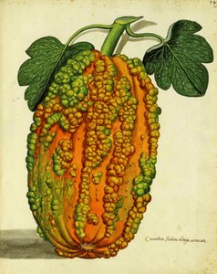 Courge patrimoniale