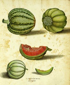 Courge patrimoniale par Ulisse Aldrovandi