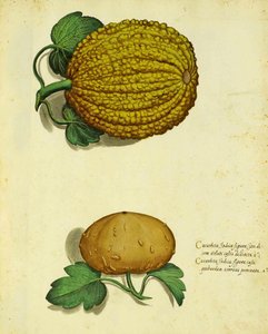 Courge Héritage par Ulisse Aldrovandi