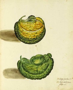 Courge Héritage par Ulisse Aldrovandi