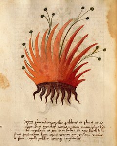 Herba Capillis - Italian School
