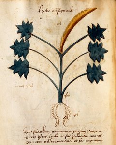 Herba Spigonardi par Orgione Rizzardo