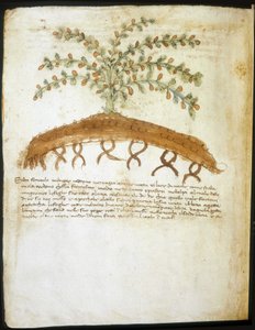 Herbier du 14ème siècle. Bibliothèque municipale de Rimini. - Italian School