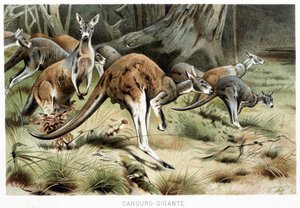 Dans La vie des animaux