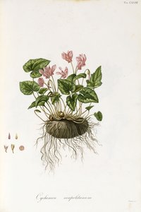 Cyclamen à feuilles de lierre - Cyclamen neapolitanum, 1811-1838 - Italian School