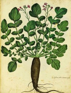 Radis noir long par Ulisse Aldrovandi