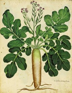 Radis blanc long par Ulisse Aldrovandi
