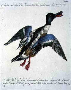 Canard en vol, c.1767-76