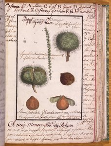 Ms 115 Châtaignier, de Dizionario di Botanica