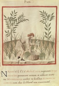Ms 3054 f.22 Récolte de poireaux, de 