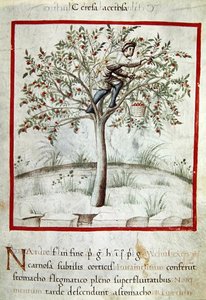 Cueillette des cerises, du 