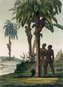 Les indigènes grimpent aux palmiers en utilisant des élingues autour de leurs hanches, vers 1820-1830 - Italian School