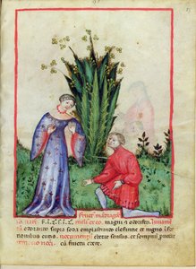 Fruit de Mandragore, du Tacuinum Sanitatis, c.1390-1400