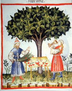 Nova 2644 fol.14r Récolte de muscade, du Tacuinum Sanitatis