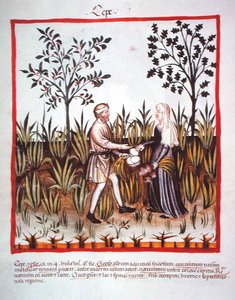 Nova 2644 fol.25v Récolte des oignons, du Tacuinum Sanitatis Codex Vindobonensis