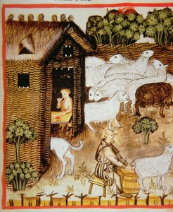 Élevage de moutons : lait doux, de Tacuinum Sanitatis