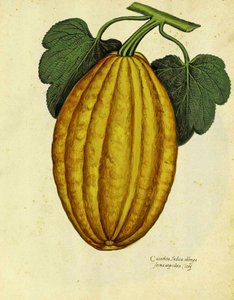 Courge oblongue par Ulisse Aldrovandi