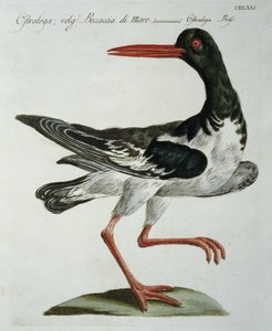 Huîtrier, vers 1767-76
