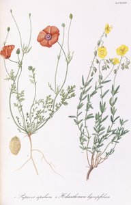 Papaver apulum et Helianthemum hyssopifolium, 1811-1838 - Italian School