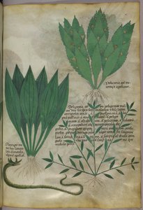 Plantes à grandes feuilles larges. Un serpent, vers 1440 (encre et couleur sur vélin) - Italian School