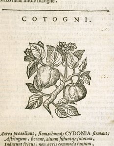 Coing (Cydonia oblonga), gravure de Castore Durante - Italian School